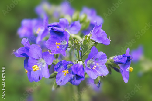 Polemonium caeruleum, known as Jacob s-ladder or Greek valerian.