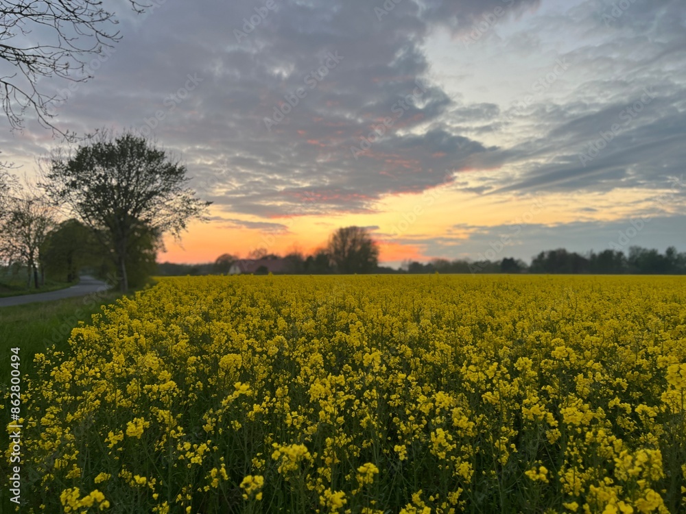 Obraz premium field of yellow flowers