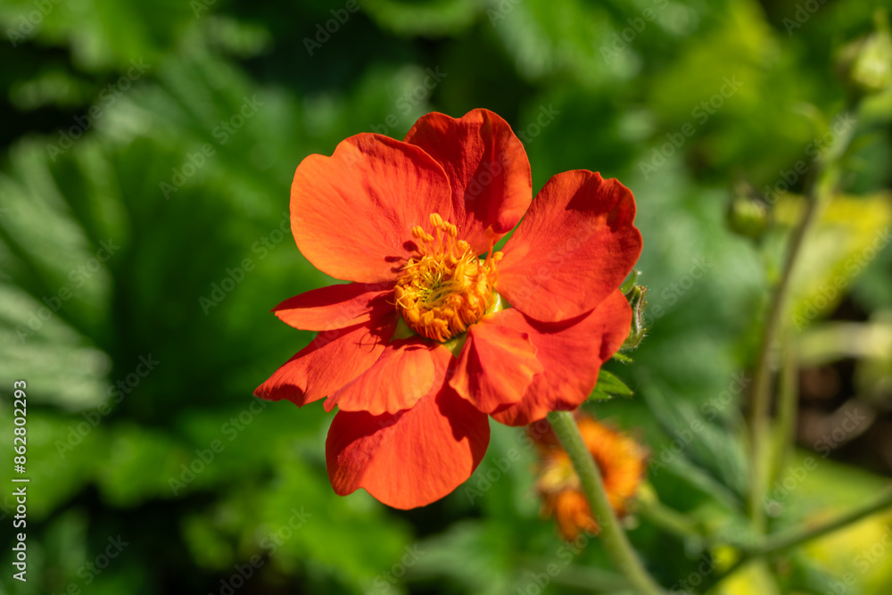 Geum borisii a summer flowering plant with a red summertime flower commonly known as Avens, stock photo image Geum borisii a summer flowering plant with a red summertime flower commonly known as Avens, stock photo image