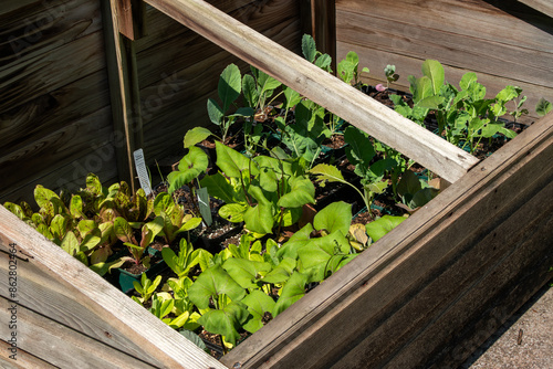 Cold frame of organic vegetables and salad leaves growing in a wooden frame to give protection from the cold winter frost weather and from slugs and snails who may eat the crop, stock photo image photo