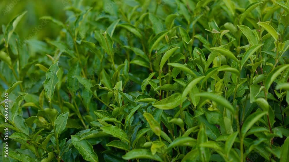 Tea leaves. Young green leaves on the tea bush close up. Tea bush on plantations in morning light. Raw materials for tea production plantations in the mountains. Slow motion video ProRes 422 10 bit Tea leaves. Young green leaves on the tea bush close up. Tea bush on plantations in morning light. Raw materials for tea production plantations in the mountains. Slow motion video ProRes 422 10 bit