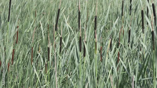 Plumes of Typha cattail in a wetland in summer swaying in the wind photo