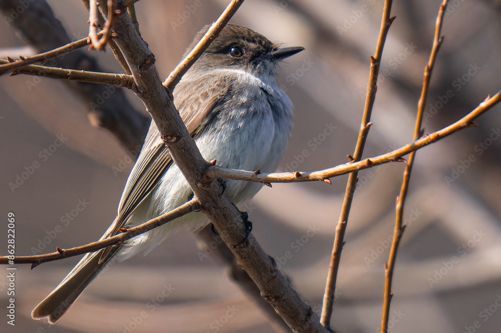 Obraz premium Songbird on a Branch