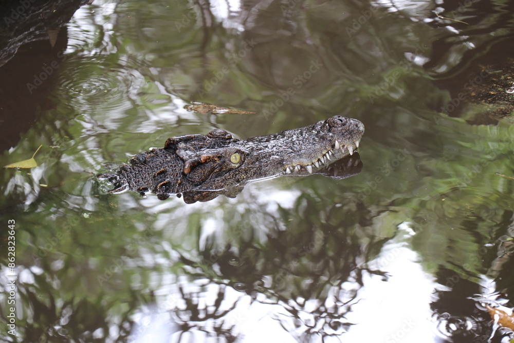 Crocodiles in zoos are amphibians. Crocodiles in zoos are amphibians.