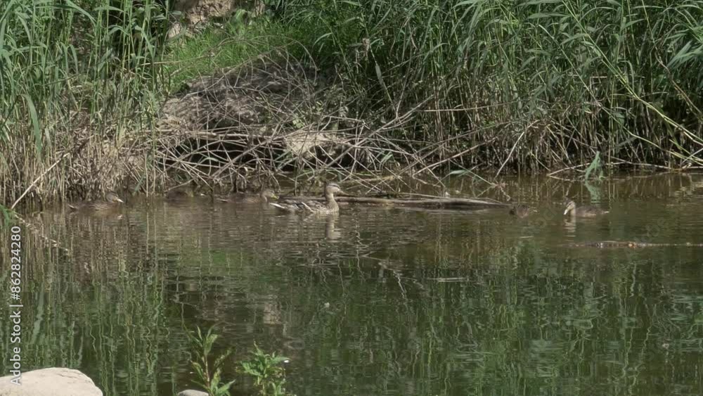 Ducks swimming in a river Ducks swimming in a river
