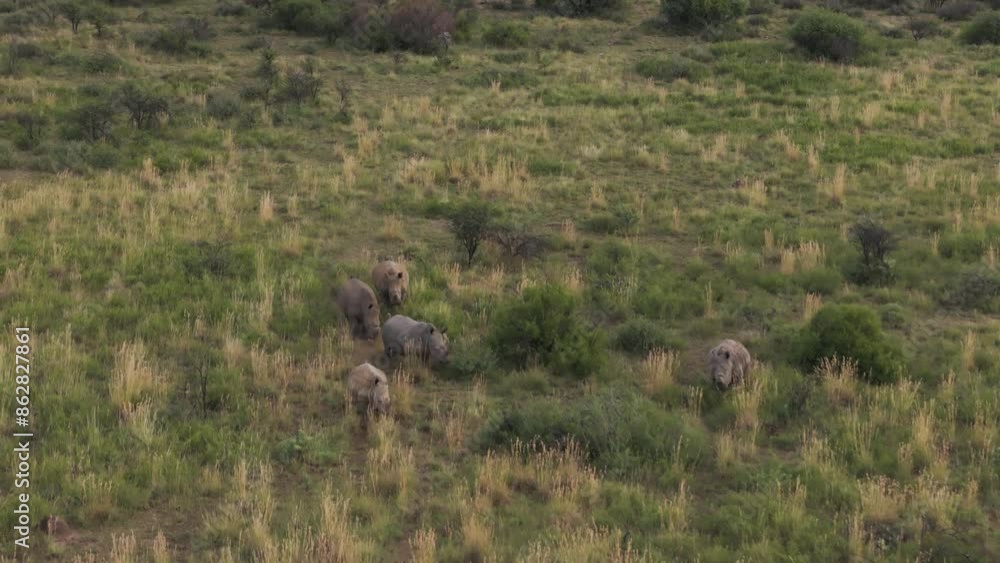 Aerial view of rhinos in grassland and savannah, Mahikeng Game Reserve, South Africa. Aerial view of rhinos in grassland and savannah, Mahikeng Game Reserve, South Africa.