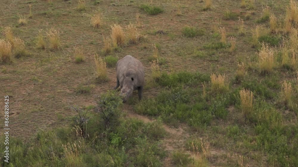 Aerial view of Rhino in Mahikeng Game Reserve, Mafikeng NU, South Africa. Aerial view of Rhino in Mahikeng Game Reserve, Mafikeng NU, South Africa.