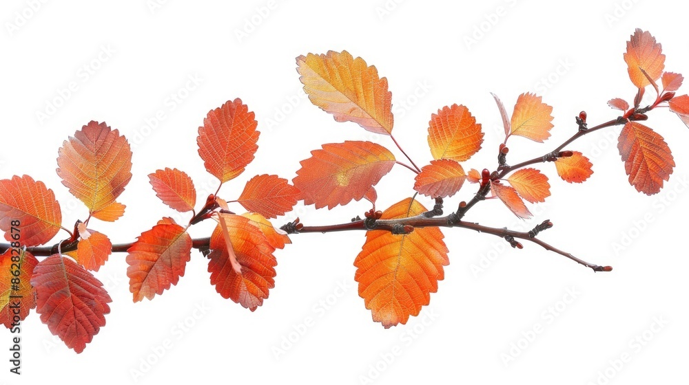 Autumn foliage isolated on white background Autumn foliage isolated on white background