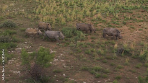 Aerial view of rhinos in Mahikeng Game Reserve, Mafikeng NU, South Africa. photo