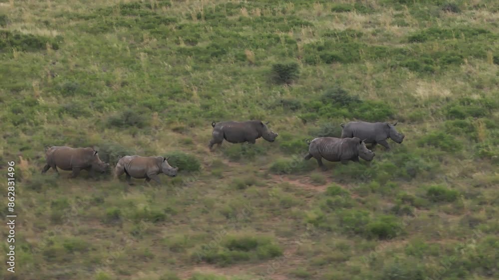 Aerial view of rhino herd in Mahikeng Game Reserve, Mafikeng NU, South Africa. Aerial view of rhino herd in Mahikeng Game Reserve, Mafikeng NU, South Africa.