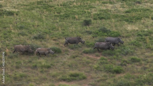 Aerial view of rhino herd in Mahikeng Game Reserve, Mafikeng NU, South Africa. photo