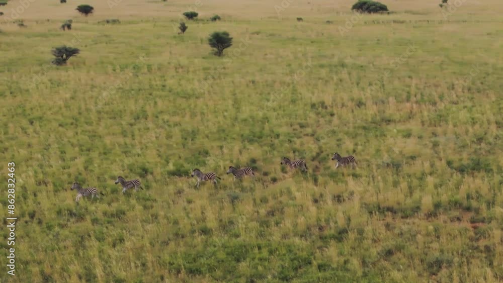 Aerial view of Zebras grazing in Mahikeng Game Reserve, Mafikeng NU, North West, South Africa. Aerial view of Zebras grazing in Mahikeng Game Reserve, Mafikeng NU, North West, South Africa.