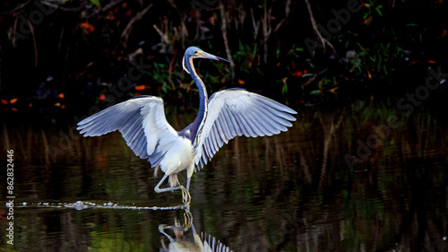 Tricolor heron wading and fishing
