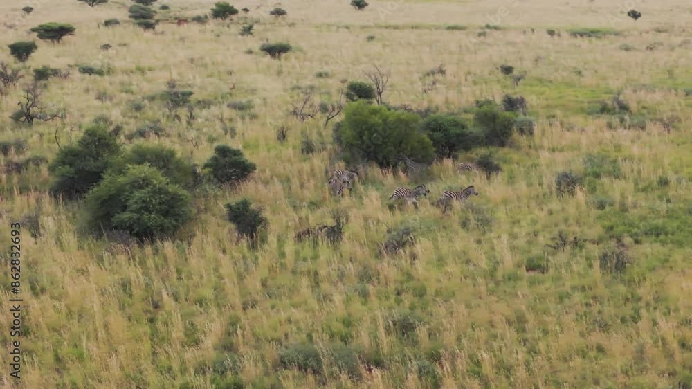 Aerial view of Zebras in Mahikeng Game Reserve, North West, South Africa. Aerial view of Zebras in Mahikeng Game Reserve, North West, South Africa.
