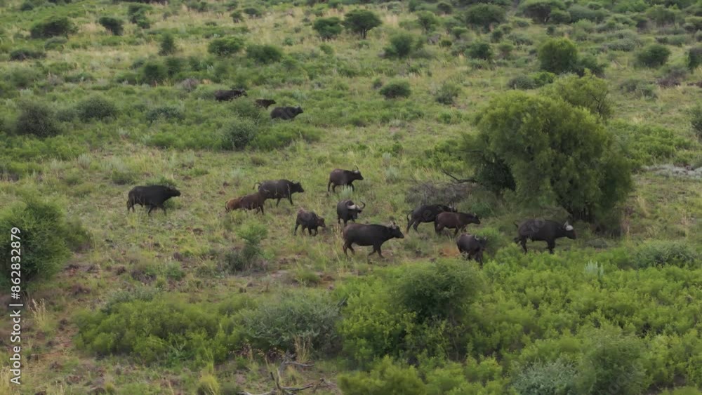 Aerial view of buffalo in Mahikeng Game Reserve, Mafikeng NU, South Africa. Aerial view of buffalo in Mahikeng Game Reserve, Mafikeng NU, South Africa.