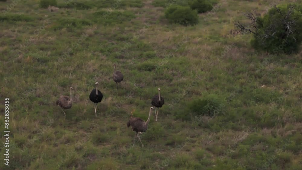 Aerial view of ostrich flock in Mahikeng Game Reserve, Mafikeng NU, South Africa. Aerial view of ostrich flock in Mahikeng Game Reserve, Mafikeng NU, South Africa.