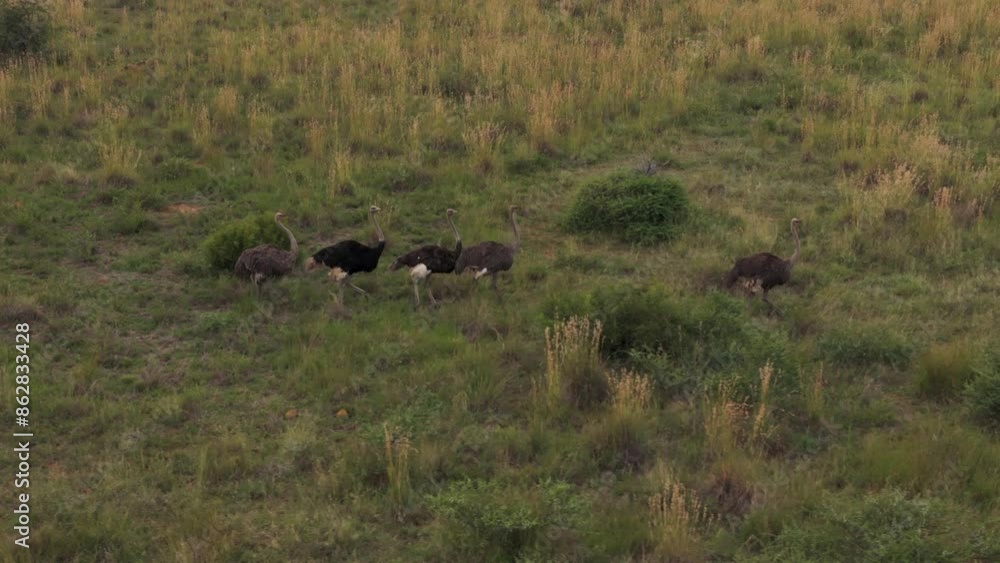 Aerial view of ostrich flock grazing in Mahikeng Game Reserve, Mafikeng NU, South Africa. Aerial view of ostrich flock grazing in Mahikeng Game Reserve, Mafikeng NU, South Africa.