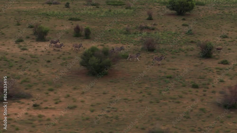 Aerial view of Zebras grazing in Mahikeng Game Reserve, Mafikeng NU, South Africa. Aerial view of Zebras grazing in Mahikeng Game Reserve, Mafikeng NU, South Africa.