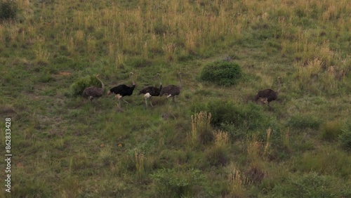 Aerial view of ostrich flock grazing in Mahikeng Game Reserve, Mafikeng NU, South Africa. photo