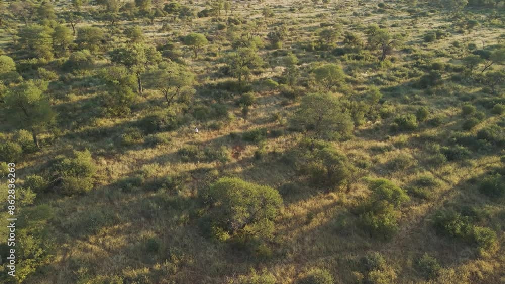 Aerial view of Giraffe in grassland at Tumbeta Private Game Reserve, Thabazimbi NU, Limpopo, South Africa. Aerial view of Giraffe in grassland at Tumbeta Private Game Reserve, Thabazimbi NU, Limpopo, South Africa.