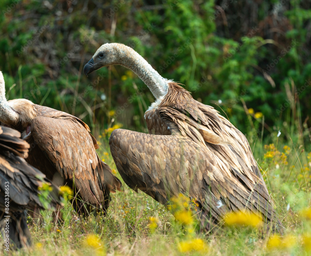 Fototapeta premium Vautour fauve,.Gyps fulvus, Griffon Vulture, Parc naturel régional des grands causses 48, Lozere, France