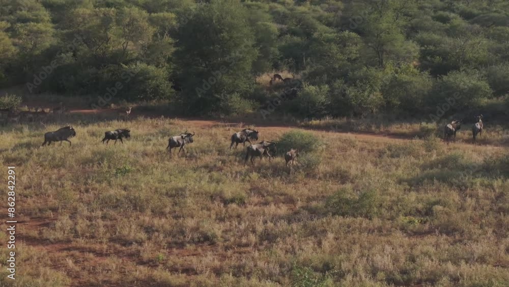 Aerial view of buffalo herd grazing in savannah at Tumbeta Private Game Reserve, Thabazimbi NU, South Africa. Aerial view of buffalo herd grazing in savannah at Tumbeta Private Game Reserve, Thabazimbi NU, South Africa.