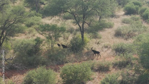 Aerial view of antelopes grazing in savanna with bush and tree, Tumbeta Private Game Reserve, South Africa.