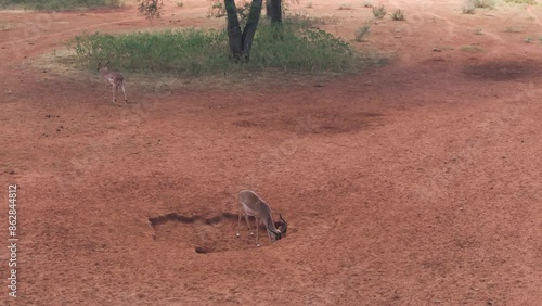Aerial view of antelopes grazing among trees on the ground, Tumbeta Private Game Reserve, Thabazimbi NU, Limpopo, South Africa.