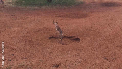 Aerial view of wild antelopes grazing in savanna with trees and grass, Tumbeta Private Game Reserve, Limpopo, South Africa.