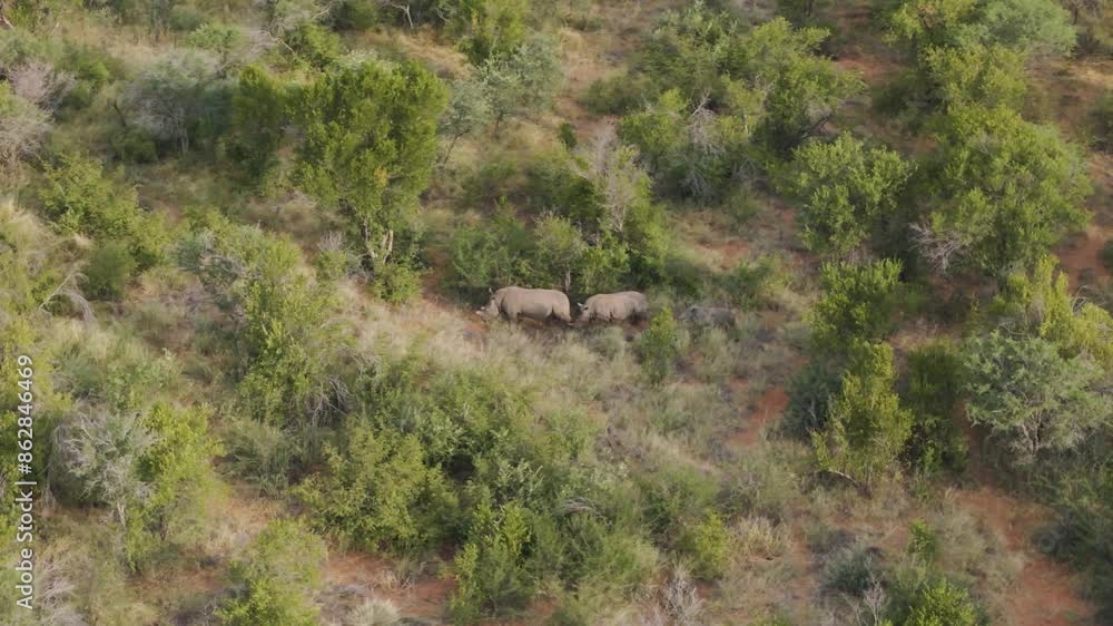 Aerial view of green meadows with wildlife including Rhinos, Tumbeta Private Game Reserve, Thabazimbi NU, Limpopo, South Africa. Aerial view of green meadows with wildlife including Rhinos, Tumbeta Private Game Reserve, Thabazimbi NU, Limpopo, South Africa.