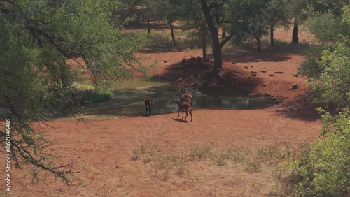 Aerial view of antelopes at waterhole surrounded by trees in dry savanna, Thabazimbi NU, Limpopo, South Africa.