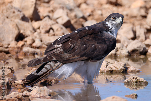 a martial eagle stands in the water of a waterhole in Etosha Nationalpark