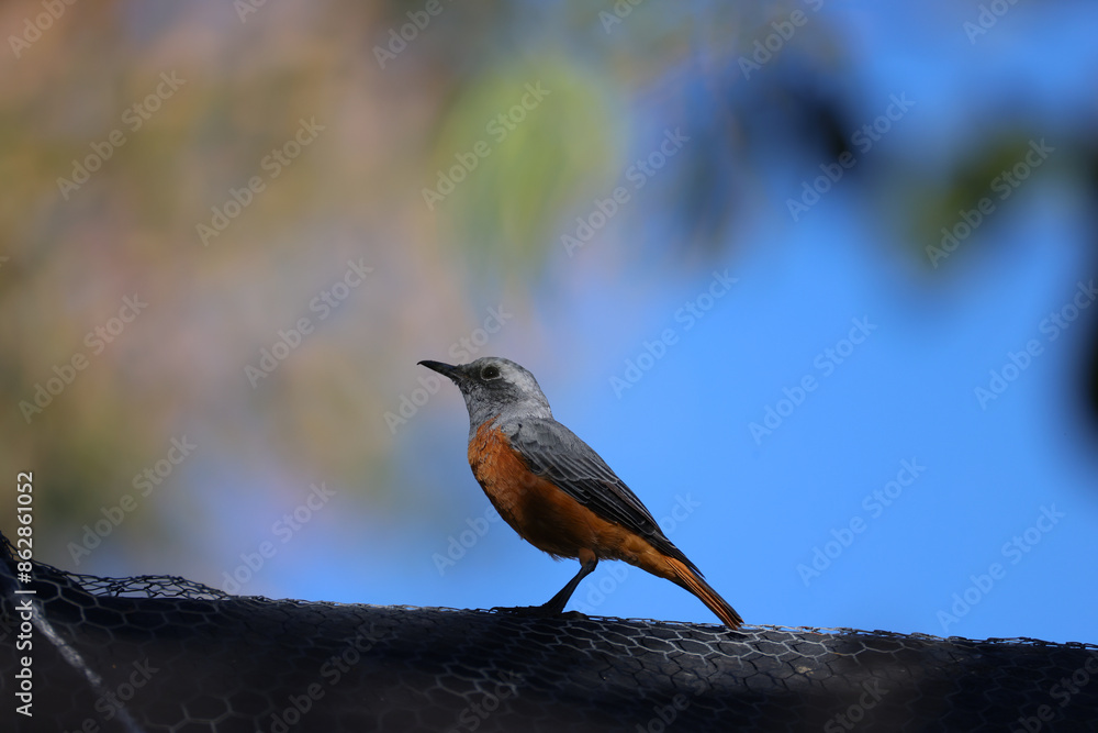 a short-toed rock thrush sits on a fence in Namibia a short-toed rock thrush sits on a fence in Namibia
