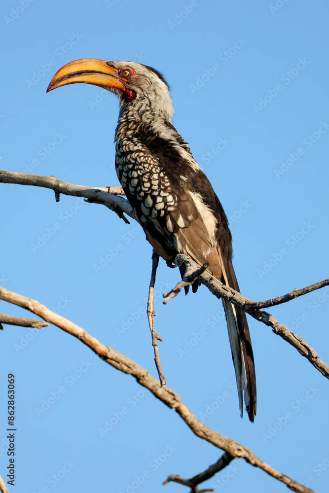 Fototapeta premium a southern yellow-billed hornbill sits on a branch