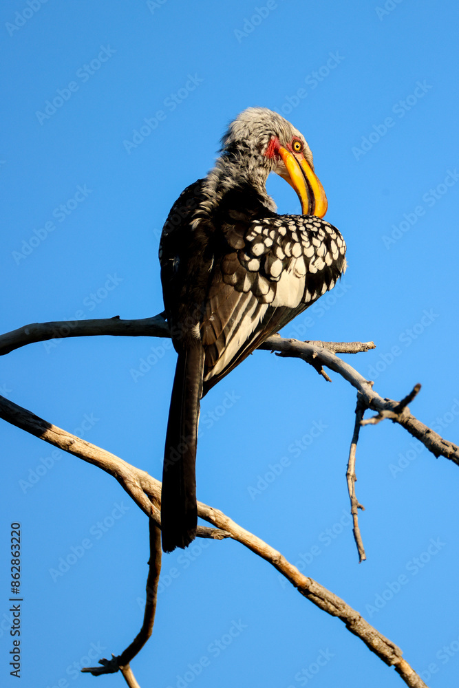 a southern yellow-billed hornbill sits on a branch