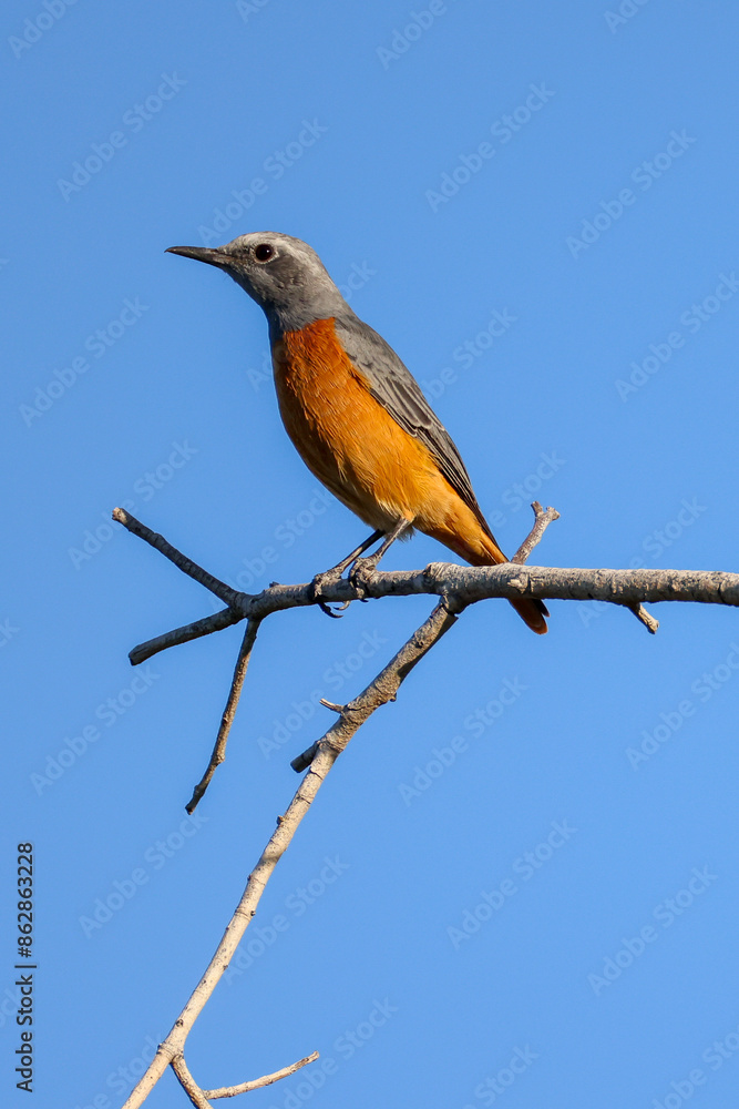 a short-toed rock thrush sits on a branch a short-toed rock thrush sits on a branch