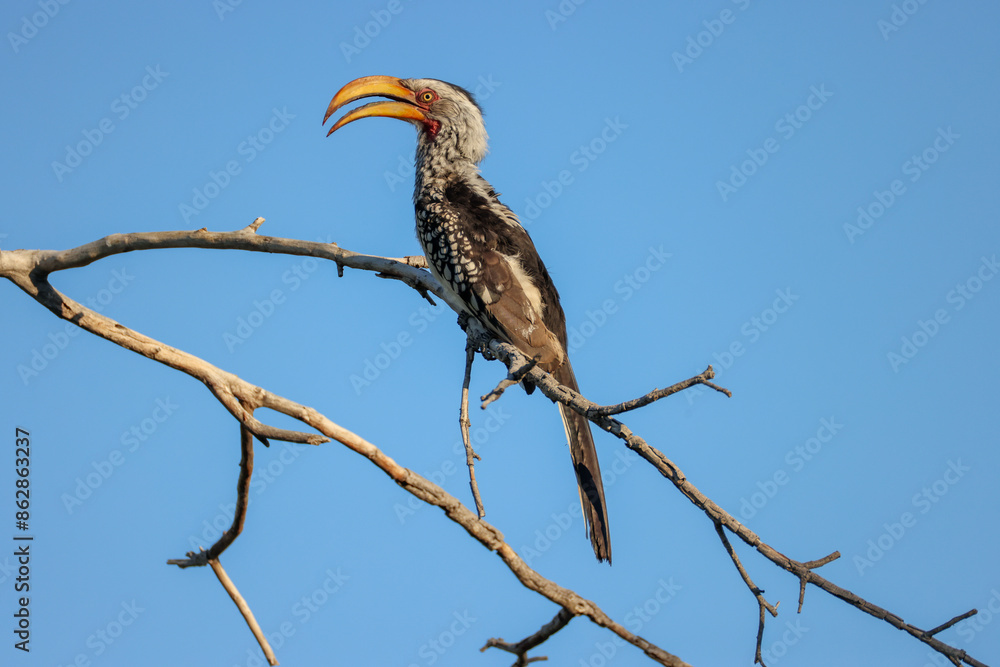 Obraz premium a southern yellow-billed hornbill sits on a branch