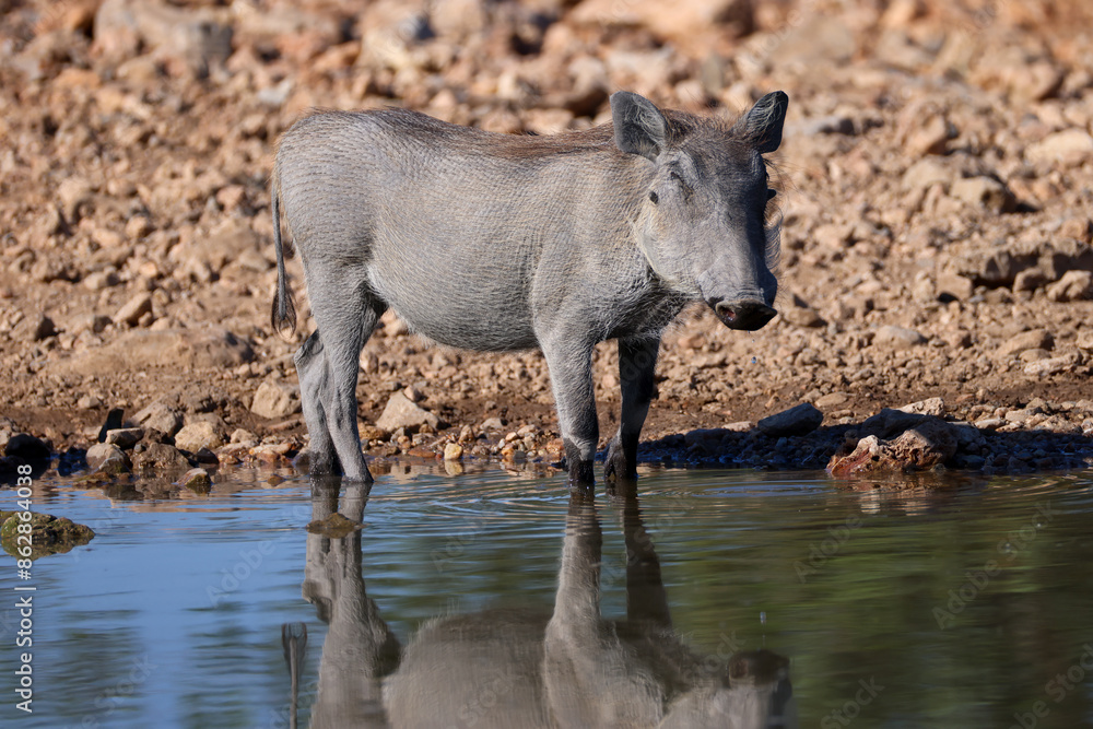 a juvenile warthog at a waterhole in Etosha Nationalpark a juvenile warthog at a waterhole in Etosha Nationalpark