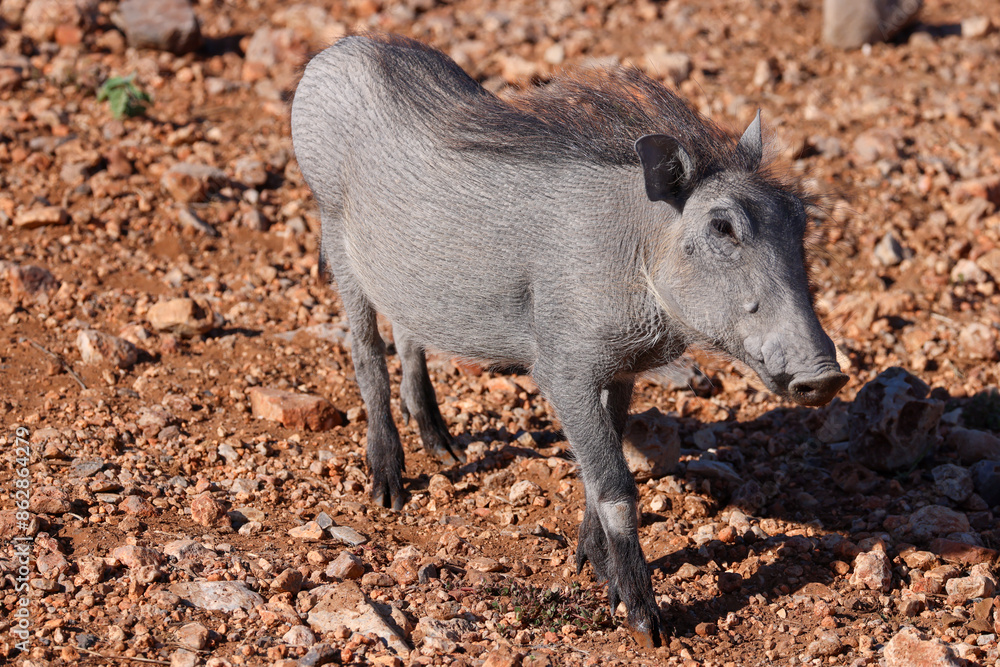 Fototapeta premium a juvenile warthog on red rocks in Namibia