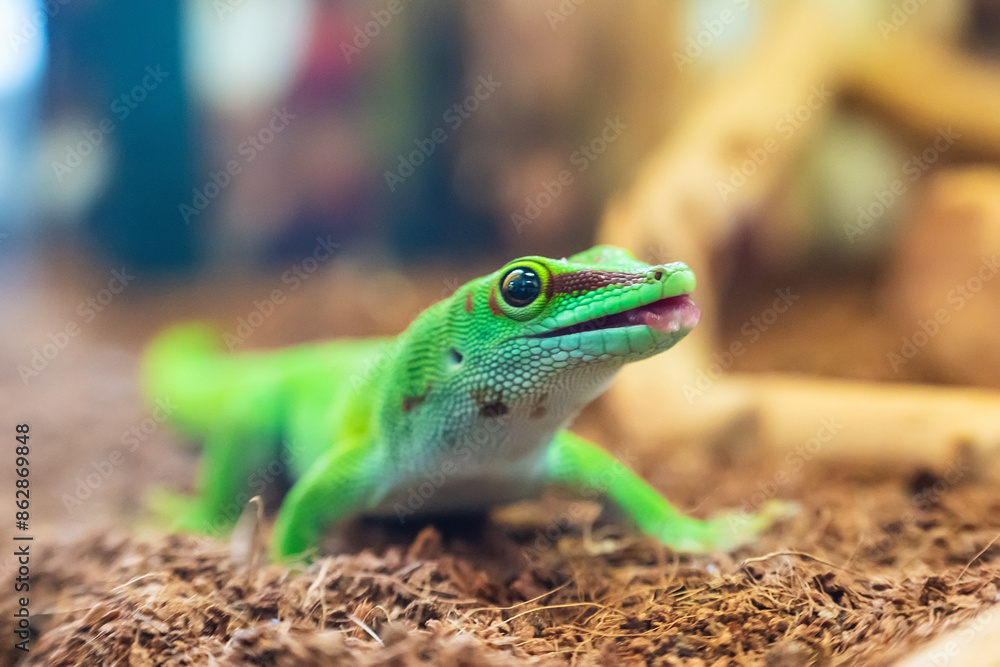 Fototapeta premium Close-up portrait of a beautiful Madagascar gecko Phelsuma