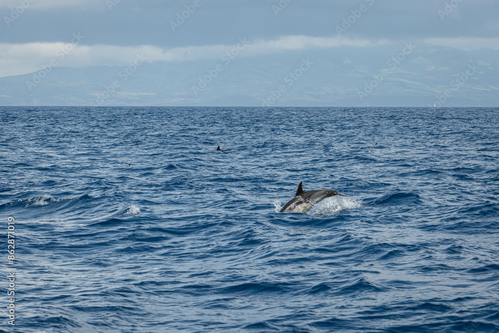 Fototapeta premium Dauphin jaune