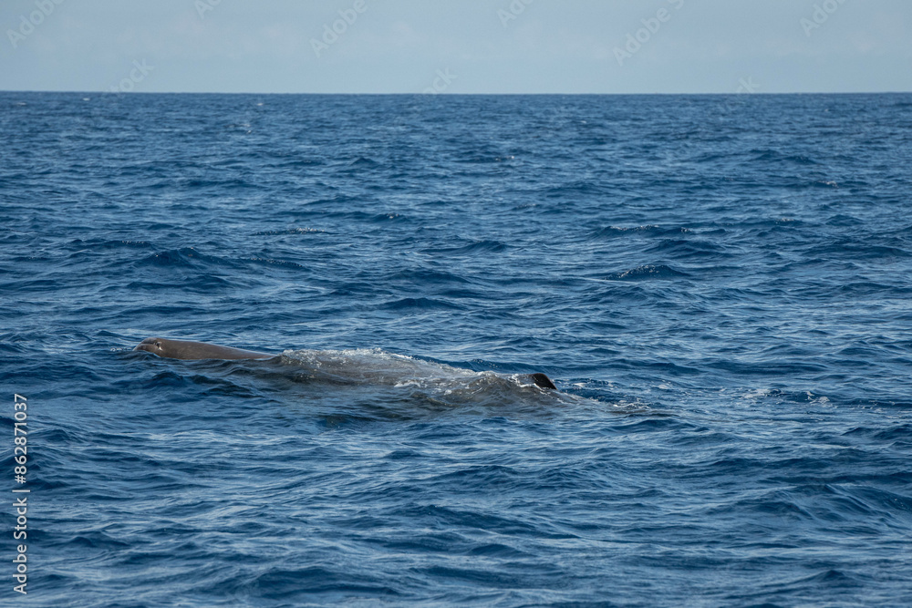 Fototapeta premium Cachalot en surface