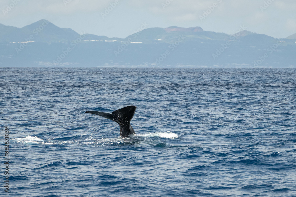 Fototapeta premium Cachalot plongeant