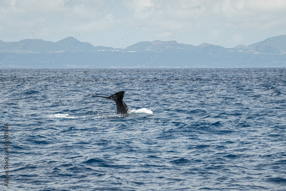 Fototapeta premium Cachalot plongeant