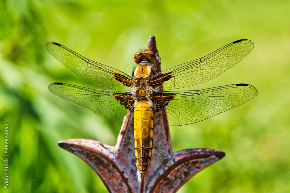 closeup photo of dragonfly in the nature on a green background closeup photo of dragonfly in the nature on a green background