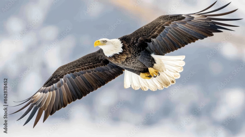 Fototapeta premium Majestic Bald Eagle Soaring Through the Sky