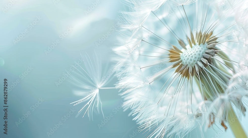 Fototapeta premium Macro photo of a large white dandelion. depth of field of flowers Abstract nature background