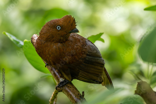 Andean Cock of the Rock - Rupicola peruviana, iconic colored bird from Andean mountains, Mindo, Ecuador. photo