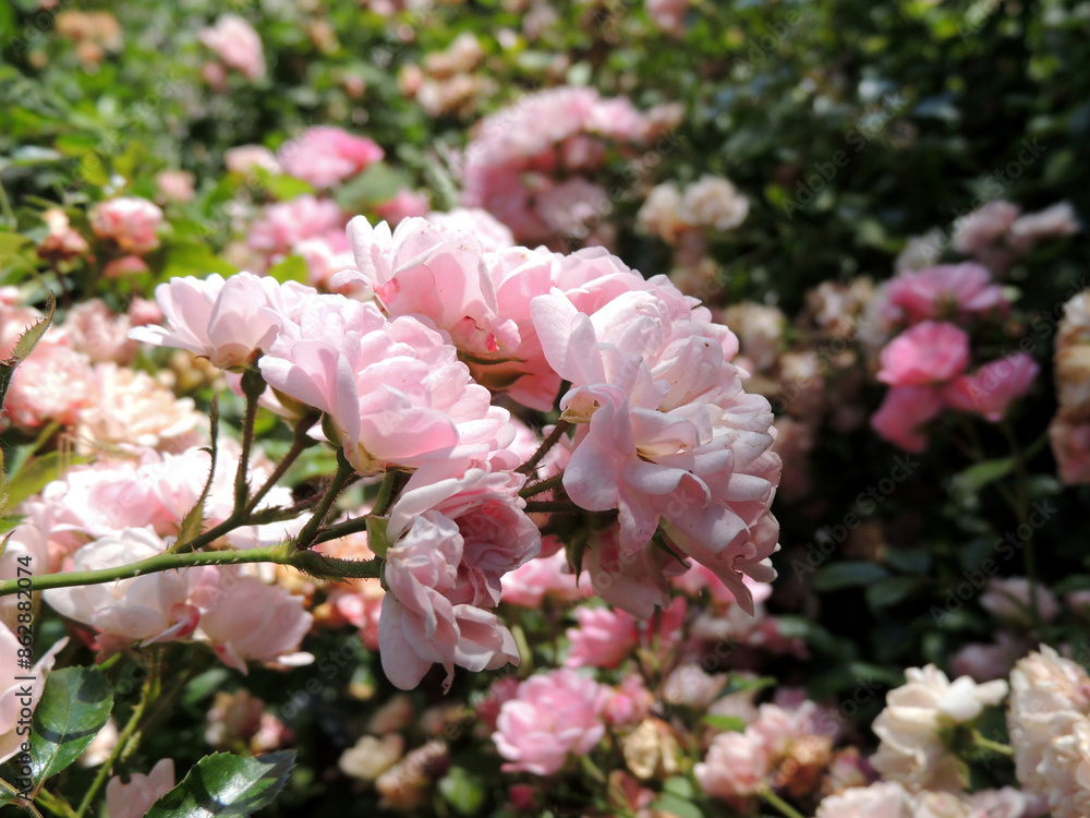 Beautiful blooming rose bush with small flowers Beautiful blooming rose bush with small flowers