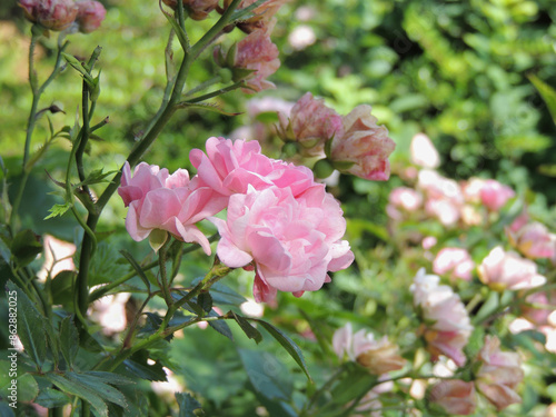 Beautiful blooming rose bush with small flowers